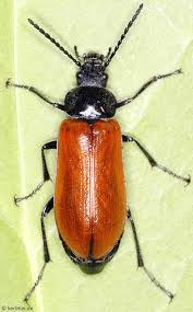 Attēlu rezultāti vaicājumam “Alleculidae”