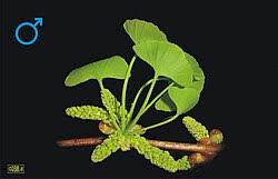 Attēlu rezultāti vaicājumam “Ginkgo biloba female flower”