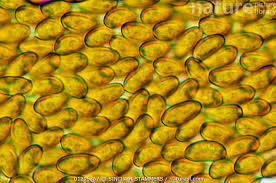 Attēlu rezultāti vaicājumam “Didymium serpula spores”
