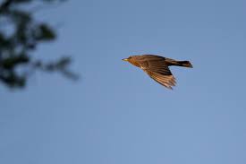 Image result for Turdus ruficollis