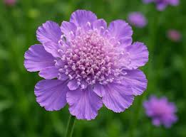 Attēlu rezultāti vaicājumam “Dipsacaceae”