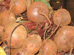 Image result for Beta vulgaris