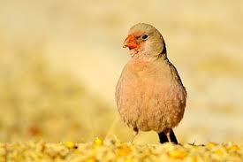 Image result for Bucanetes githagineus