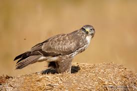 Attēlu rezultāti vaicājumam “Buteo buteo adult”