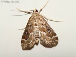 Attēlu rezultāti vaicājumam “Parapoynx stratiotata”