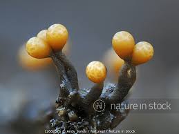 Attēlu rezultāti vaicājumam “Trichia ambigua”