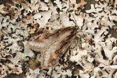 Attēlu rezultāti vaicājumam “Semioscopis oculella”