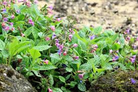 Attēlu rezultāti vaicājumam “Pulmonaria officinalis”
