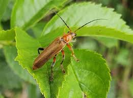 Attēlu rezultāti vaicājumam “Cantharis livida”