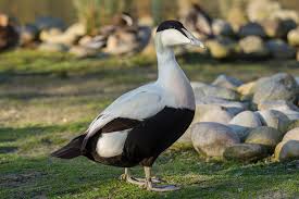 Attēlu rezultāti vaicājumam “Somateria mollissima male”