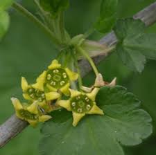 Attēlu rezultāti vaicājumam “Ribes alpinum”