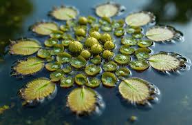 Attēlu rezultāti vaicājumam “Trapa natans”