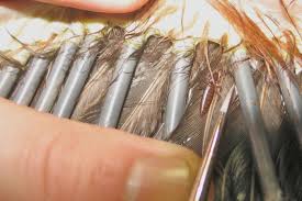 Attēlu rezultāti vaicājumam “Liceaceae”