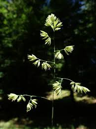 Attēlu rezultāti vaicājumam “Dactylis polygama”