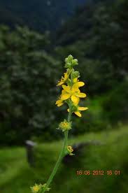 Attēlu rezultāti vaicājumam “Agrimonia pilosa flower”