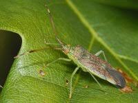 Attēlu rezultāti vaicājumam “Pantilius tunicatus imago”