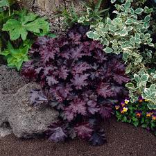 Image result for Heuchera `Palace Purple`