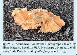 Attēlu rezultāti vaicājumam “Laetiporus sulphureus”