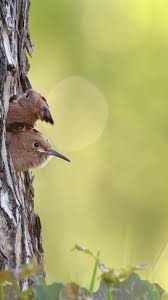 Image result for hoepoe