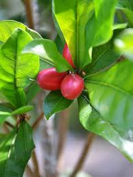 Attēlu rezultāti vaicājumam “Galium schultesii fruit”