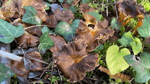 Attēlu rezultāti vaicājumam “Cantharellus lutescens”