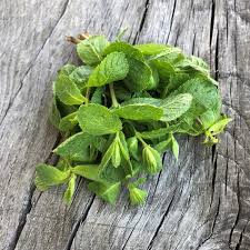 Image result for Pfefferminze