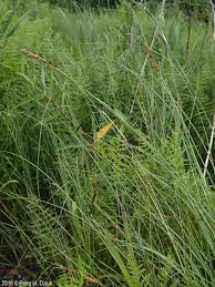 Attēlu rezultāti vaicājumam “Carex diandra”