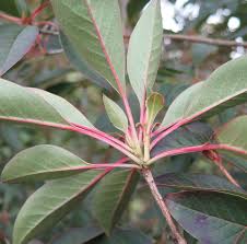 Attēlu rezultāti vaicājumam “Enkianthus chinensis”