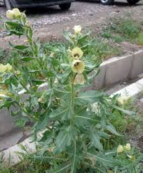 Attēlu rezultāti vaicājumam “Hyoscyamus niger flower”