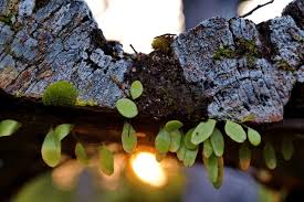 Attēlu rezultāti vaicājumam “Buxbaumia viridis sporophyte”