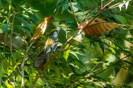 Image result for Dendroica pensylvanica