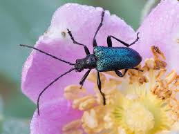 Attēlu rezultāti vaicājumam “Gaurotes virginea”