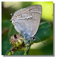 Attēlu rezultāti vaicājumam “Favonius quercus underside”