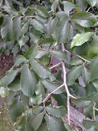 Attēlu rezultāti vaicājumam “Ulmus glabra leaf”