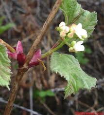 Attēlu rezultāti vaicājumam “Viburnum opulus bud”
