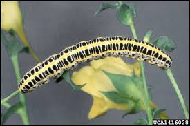 Attēlu rezultāti vaicājumam “Calophasia lunula”