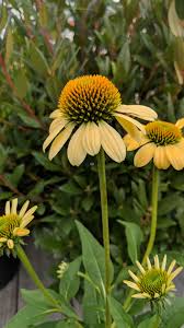 Attēlu rezultāti vaicājumam “Echinacea purpurea leaf”