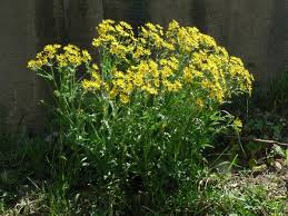 Attēlu rezultāti vaicājumam “Senecio vernalis”
