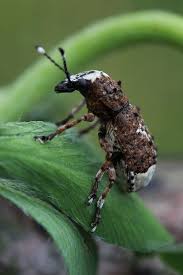 Attēlu rezultāti vaicājumam “Platystomos albinus”