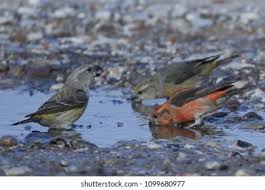 Attēlu rezultāti vaicājumam “Loxia pytyopsittacus”