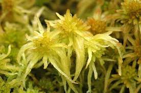 Attēlu rezultāti vaicājumam “Sphagnum austinii sporophyte”