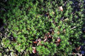 Attēlu rezultāti vaicājumam “Polytrichum formosum”