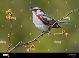 Image result for Dendroica pensylvanica