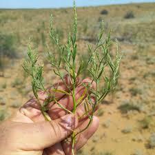 Attēlu rezultāti vaicājumam “Corispermum hyssopifolium”