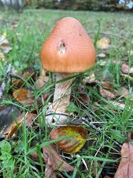 Attēlu rezultāti vaicājumam “Amanita crocea”