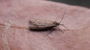 Attēlu rezultāti vaicājumam “Diurnea lipsiella male”