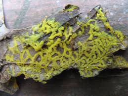 Attēlu rezultāti vaicājumam “Hemitrichia clavata young”