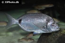 Image result for Diplodus vulgaris