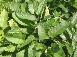 Attēlu rezultāti vaicājumam “Stachys officinalis leaf”