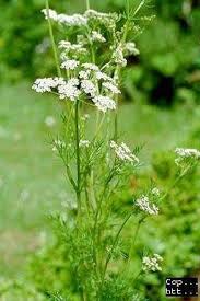 Attēlu rezultāti vaicājumam “Carum carvi leaf”